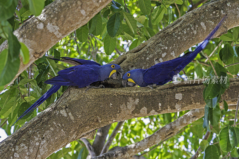 风信子金刚鹦鹉(Anodorhynchus hyacinthinus)，或风信子金刚鹦鹉，是一种原产于南美中部和东部的鹦鹉，在巴西潘塔纳尔发现